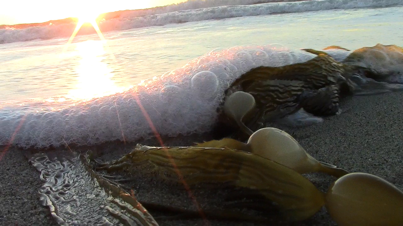 2 in 1 - sunset, sea foam, kelp (435K)