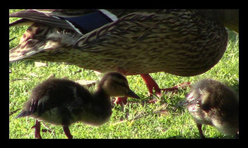 fixin to rise ducky chicks 1 (330K)